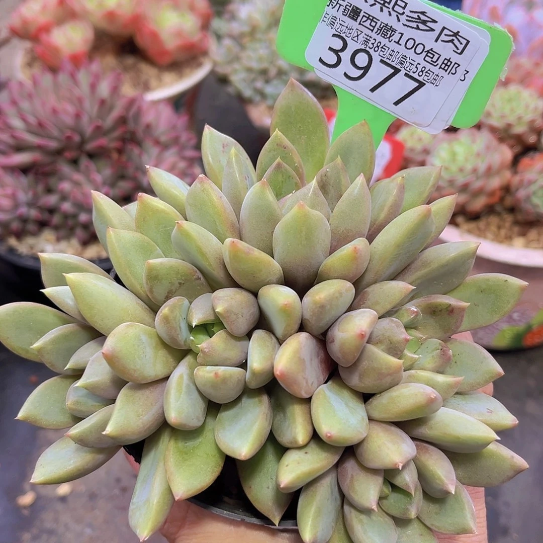 3977红象牙多肉植物