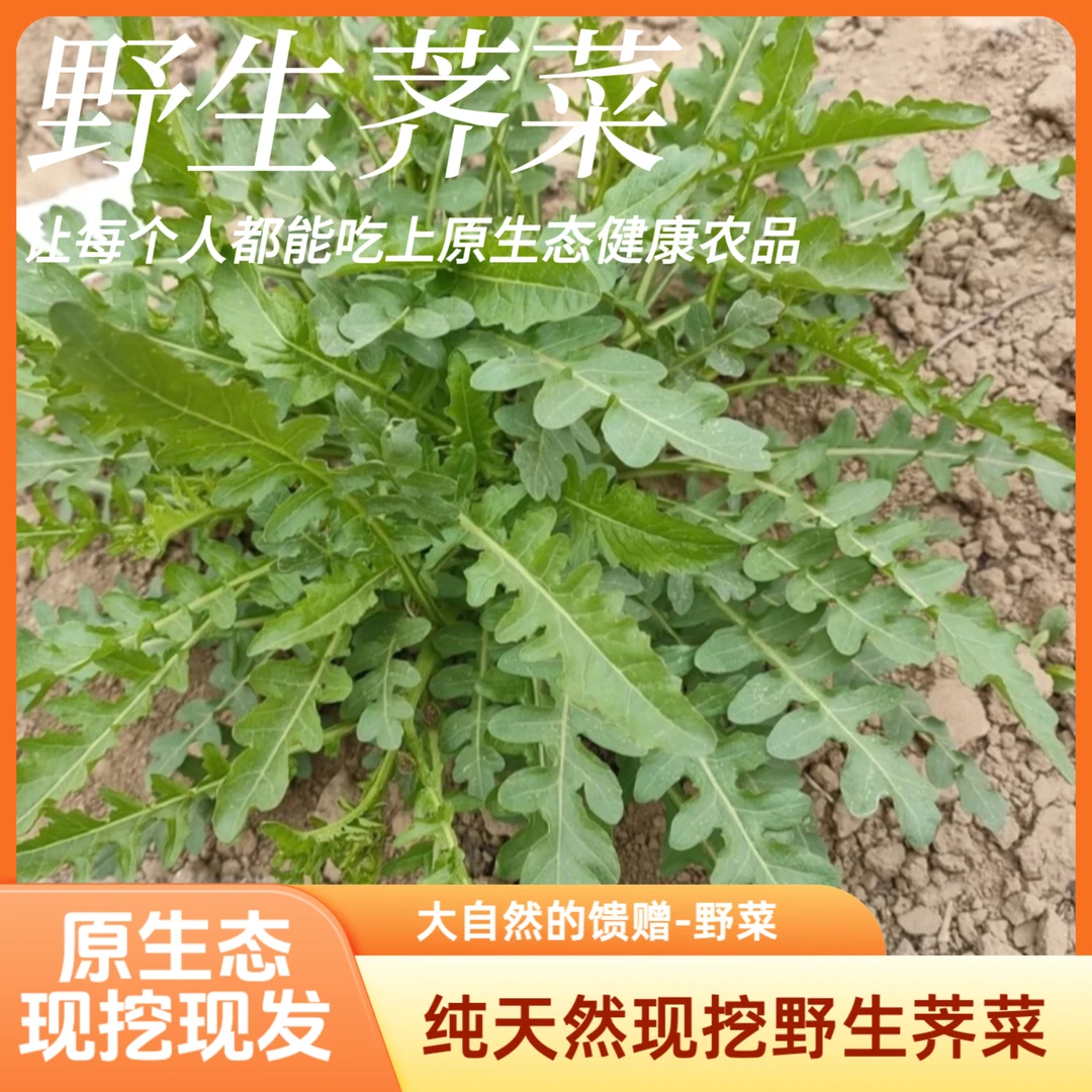 【现挖现发】2025霜打纯野生小叶荠菜天然无农残带土发货野菜