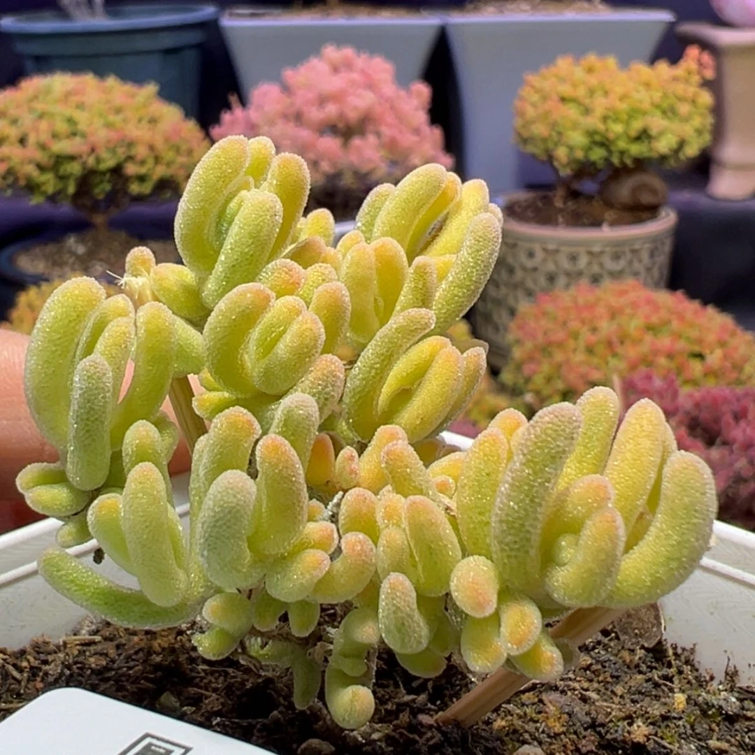 【闪购商品】e317芥末黄枝干番杏