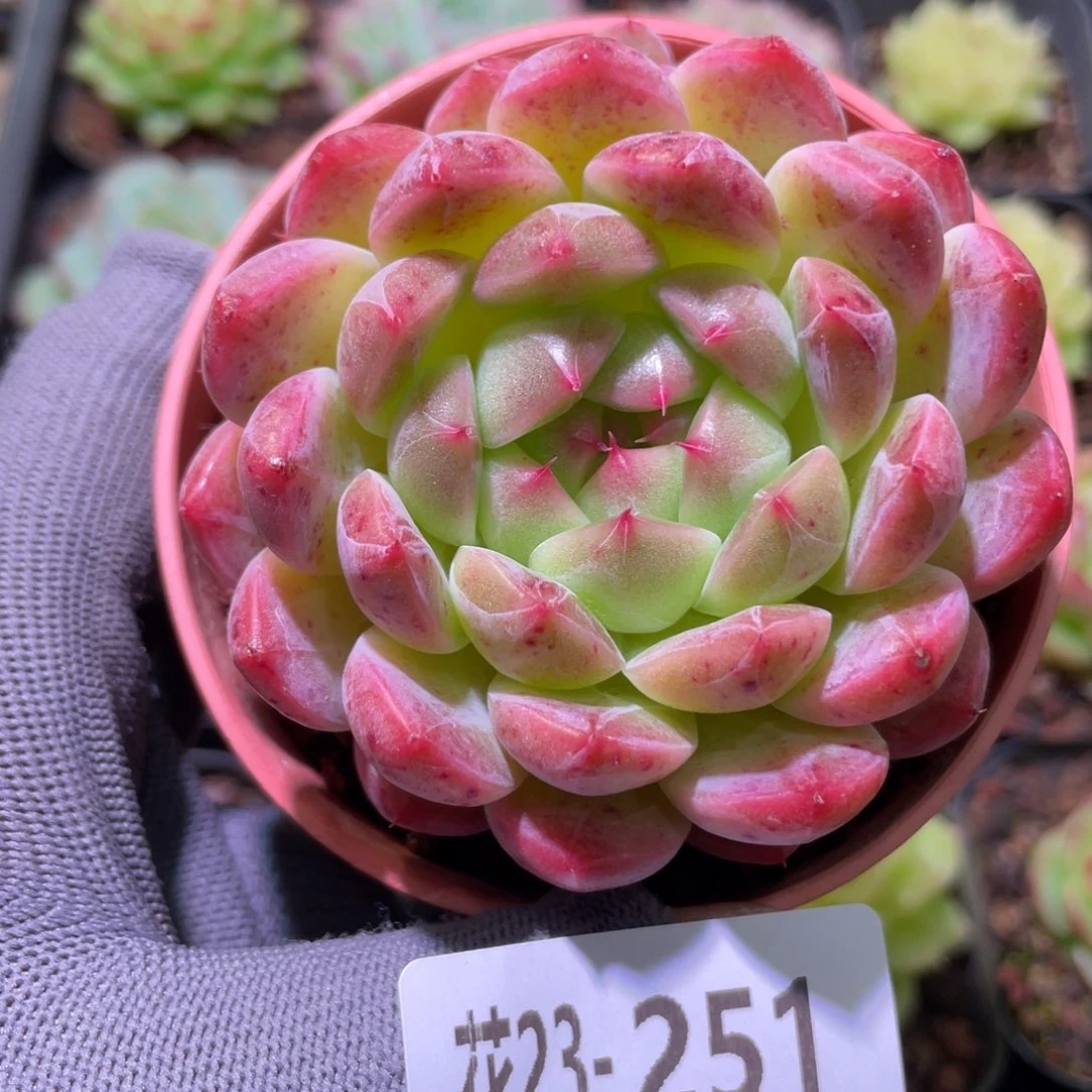 花利美23-251新品