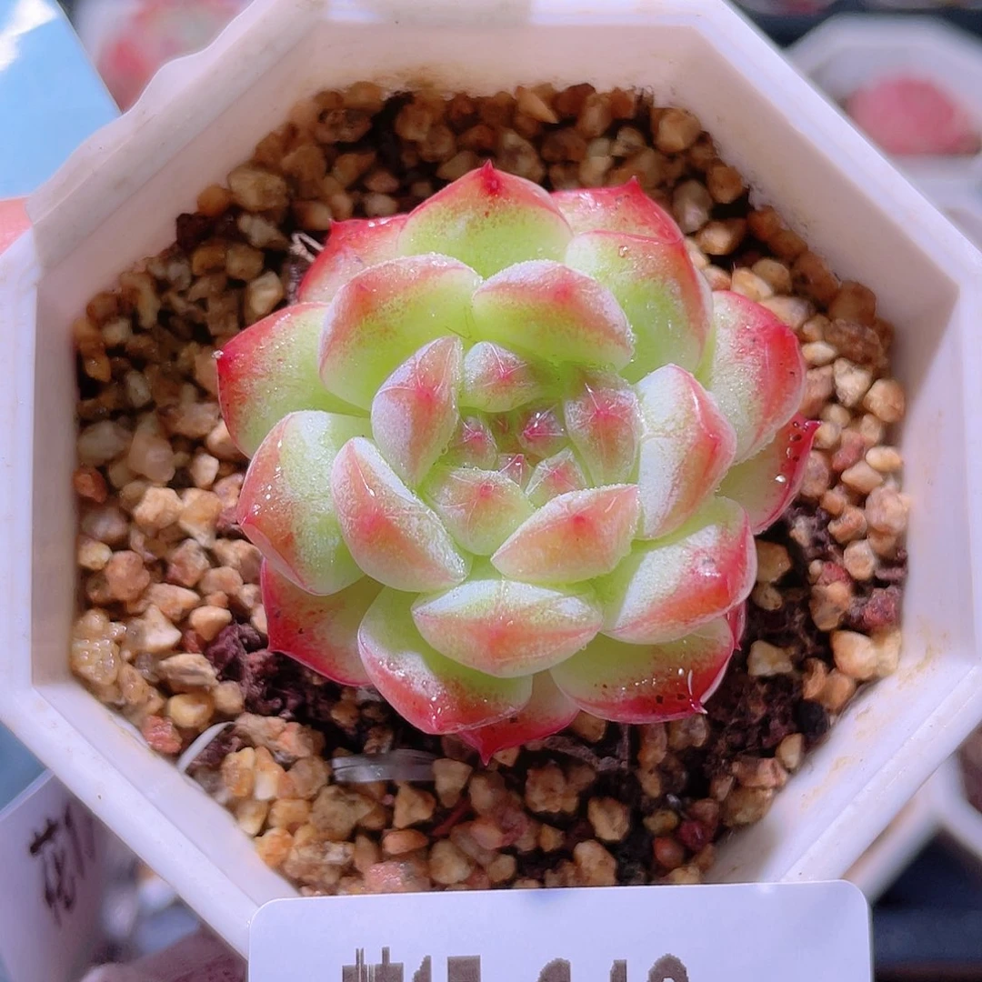 花利美17-649白桃汽水