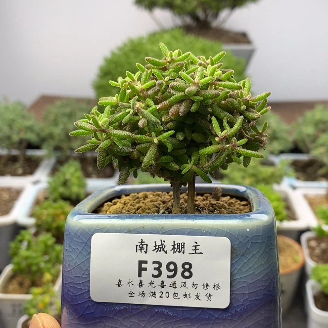 398红麒麟枝干番杏