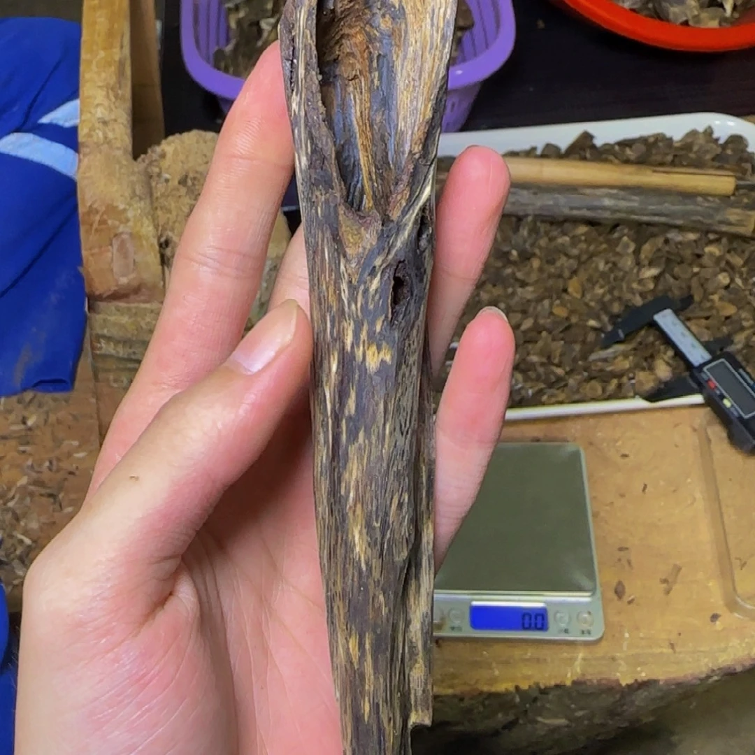 天***亮沉香紫奇虫漏发一份