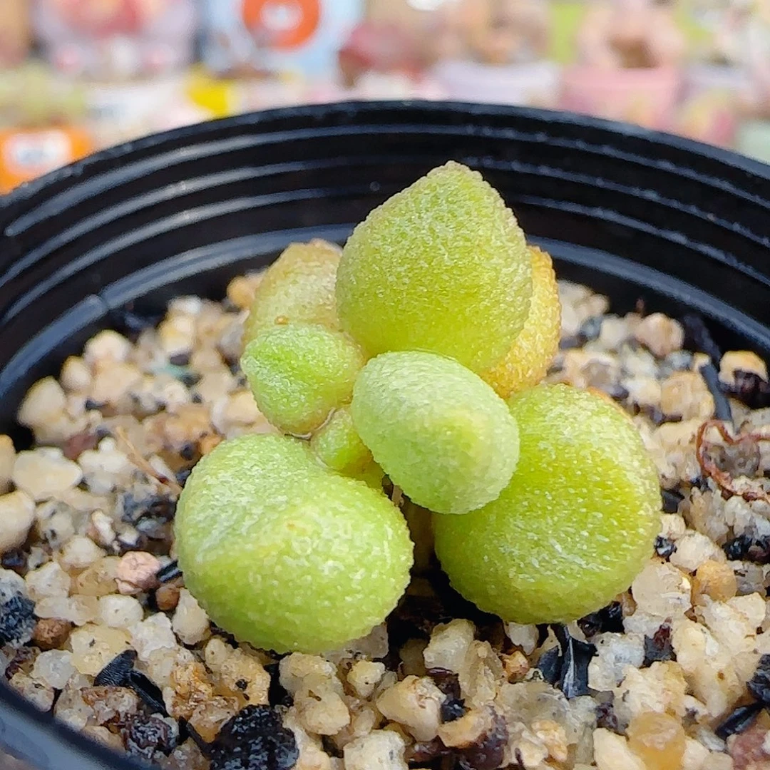 银之卵 盆口2.5cm