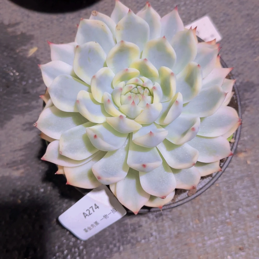 爱****A274吉娃娃锦
