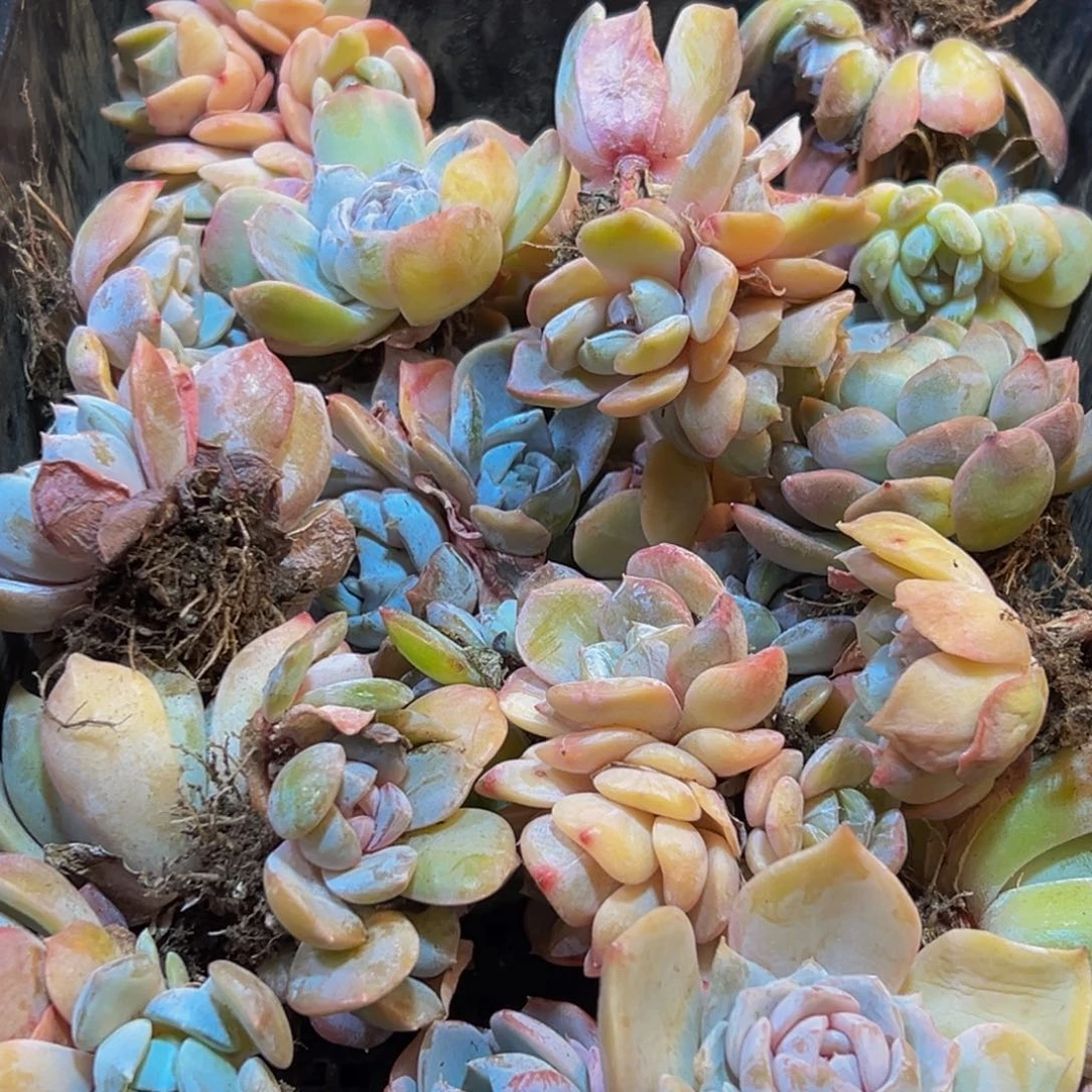 522多肉葡萄的味道是真的很