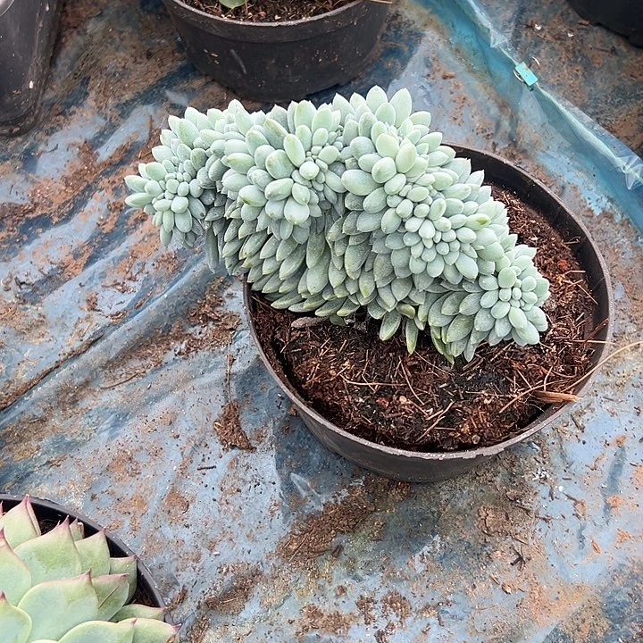 三***爱多肉植物实物直播实物81