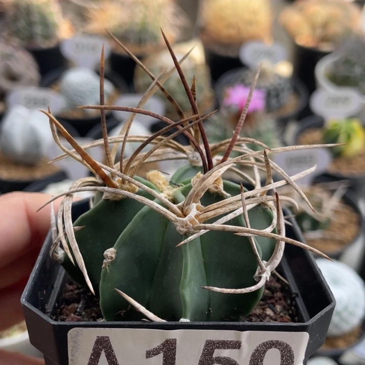 A150         实生根