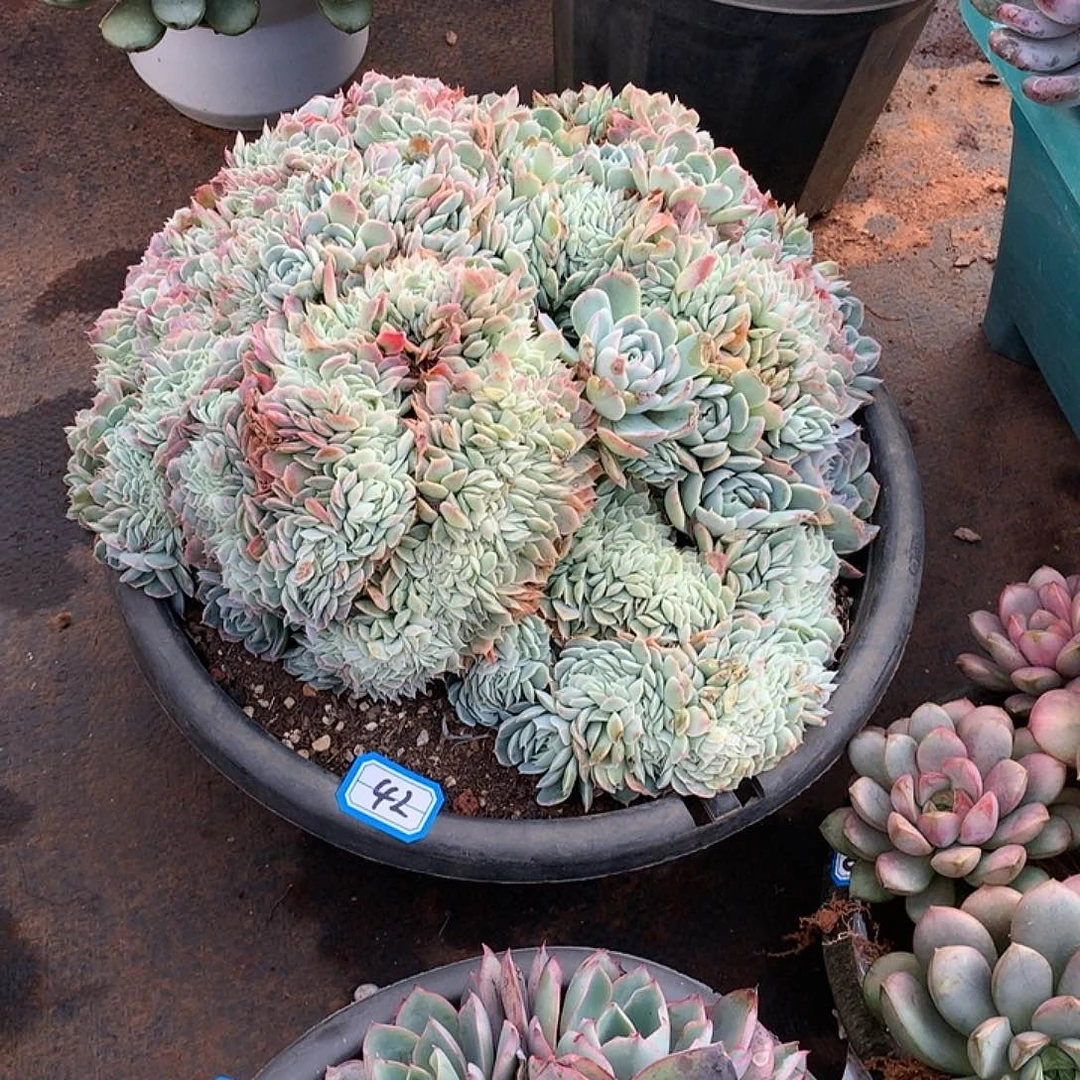 42香妃 一物一拍多肉