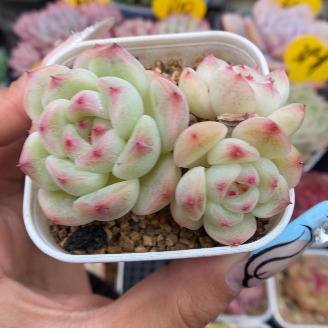 蜜糖甜心群生265号。