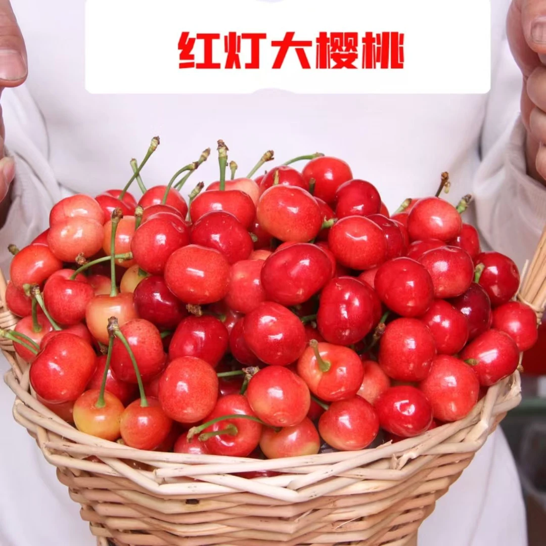 露天山东大樱桃红灯5斤车厘子新鲜当日采摘空运包邮