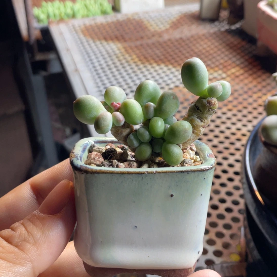 韩国正版苹果奶群一体