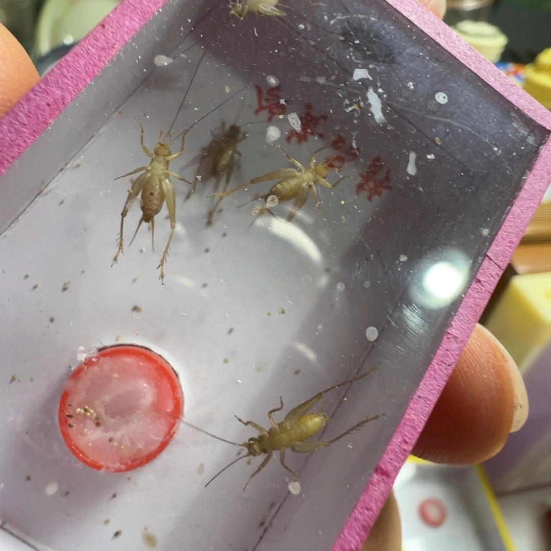 蟋蟀三盒像小黄蛉漂亮