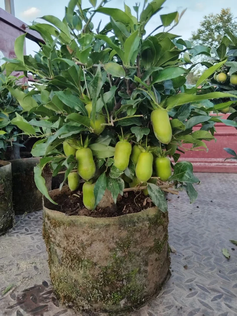 瓶兰花金弹子盆栽