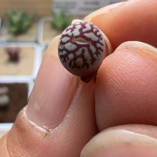 714超墨一颗91。