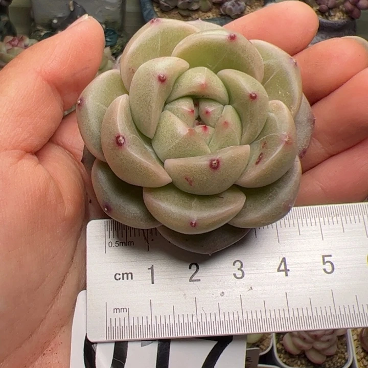 017 多肉植物组合盆栽