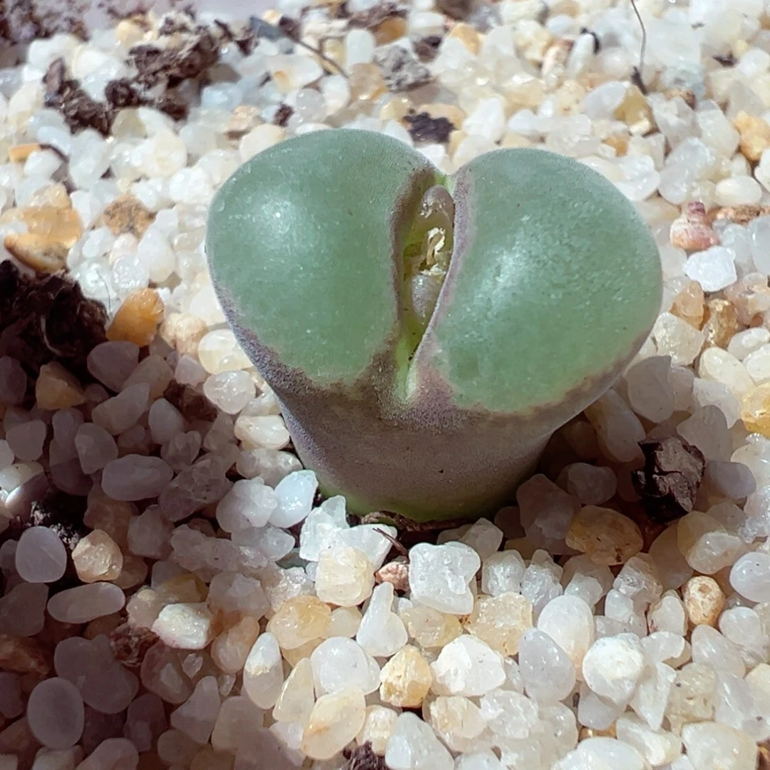 1222-326多肉多肉粉红女郎