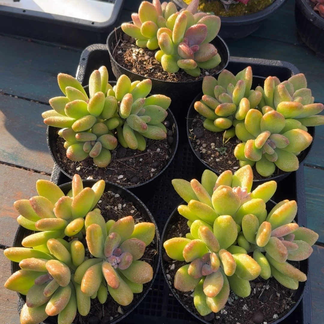 从前慢多肉精选编号1204.芒果奶三头