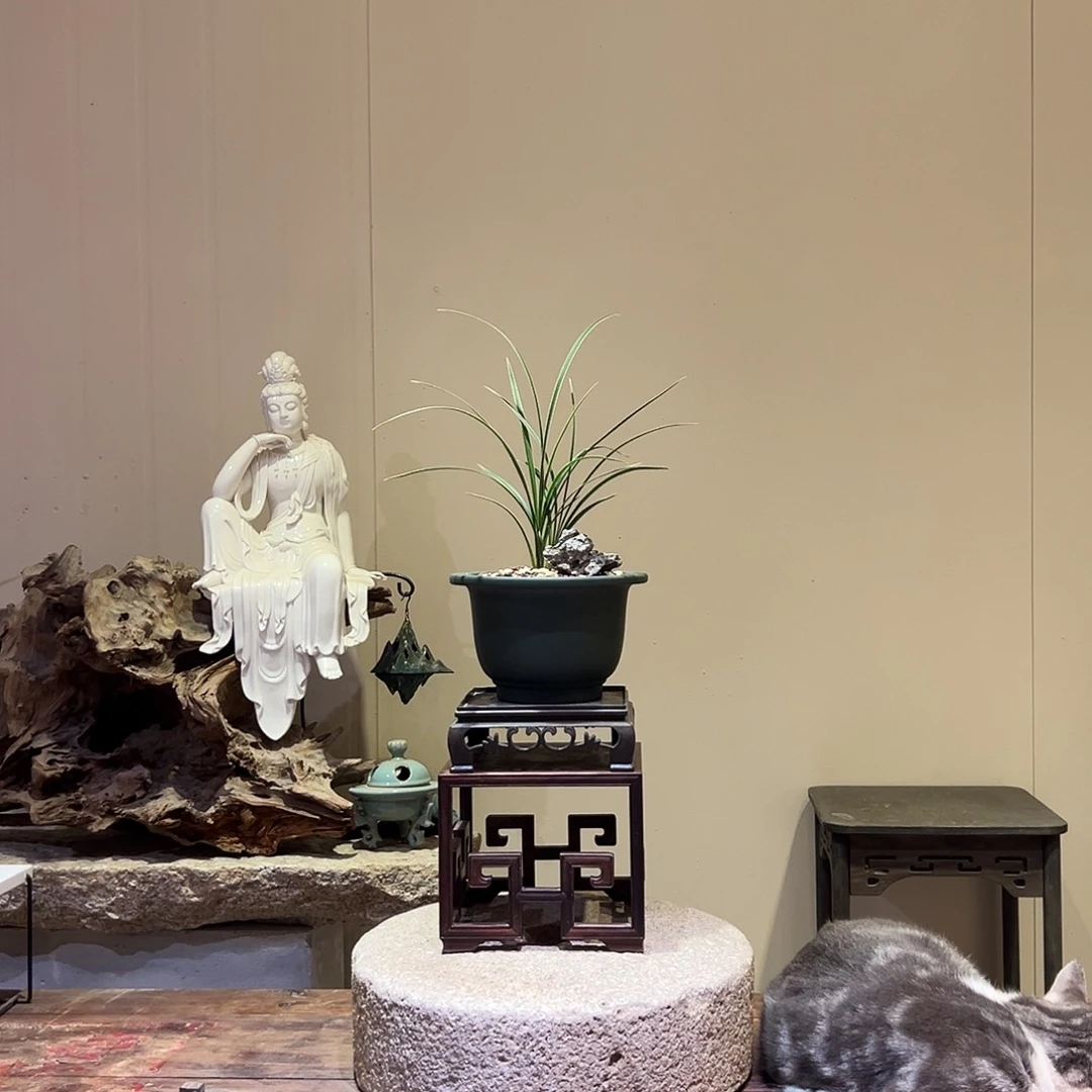 大部分花苞少量开放皎月