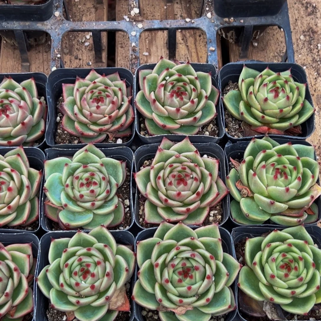 向****684谢谢出差程序好吧