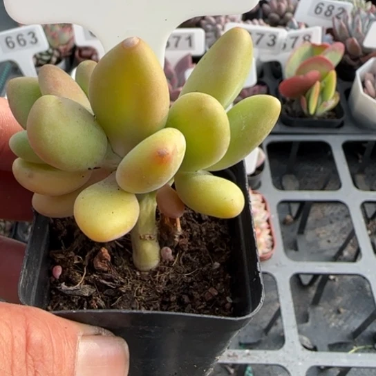 654芒果奶一物一拍多肉