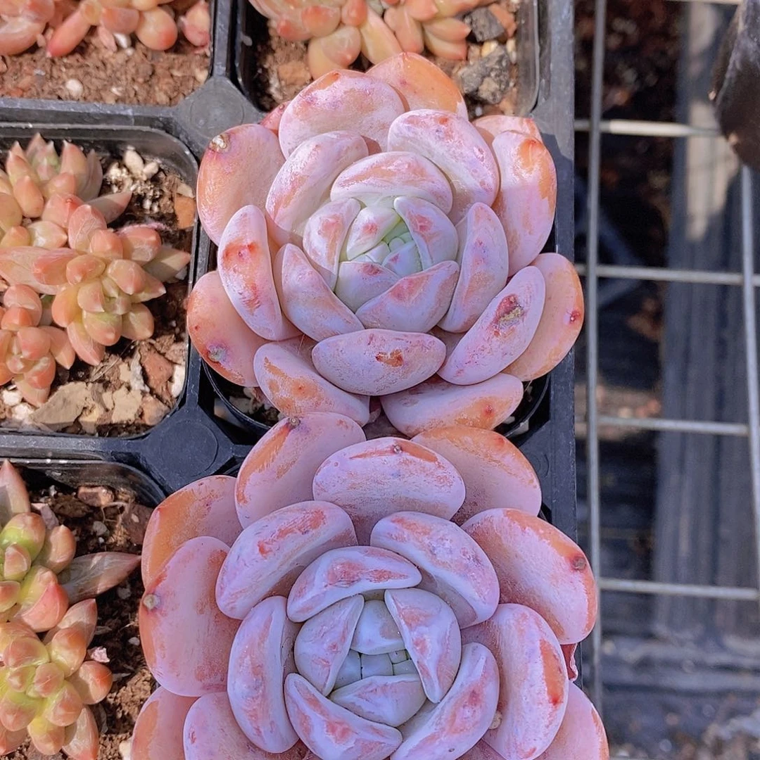 0510-雪酥单头两颗量拍