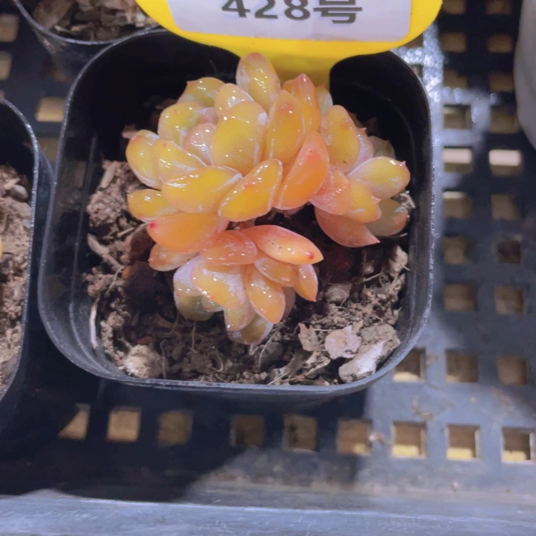 428号 老桩红色恋人多头