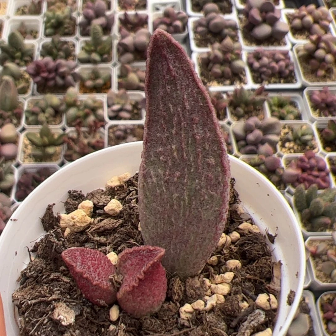 粉红猪肝大苗多肉植物水泡