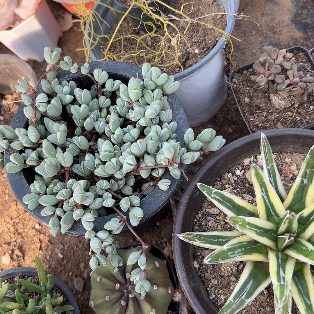 多肉植物碧玉莲开花