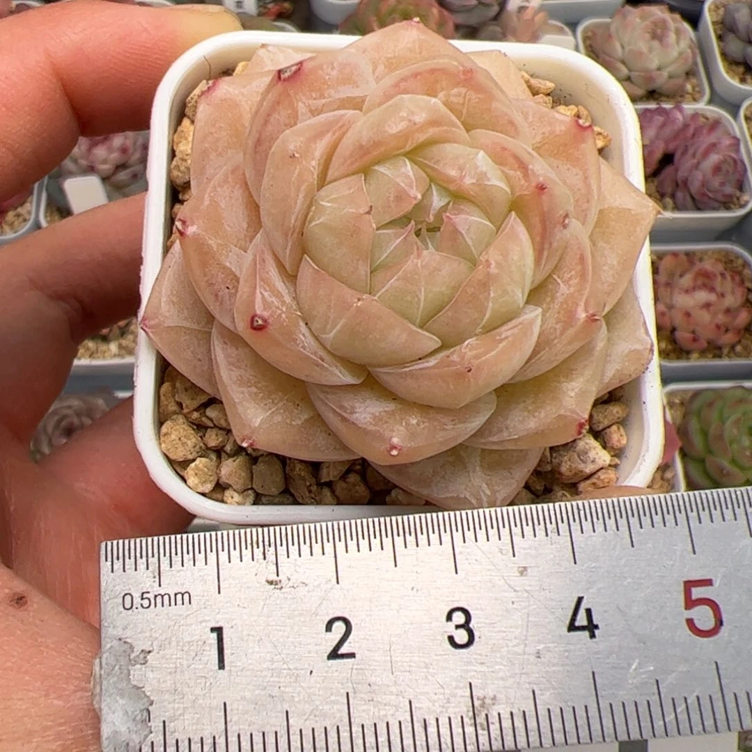 小****_449 多肉植物组合