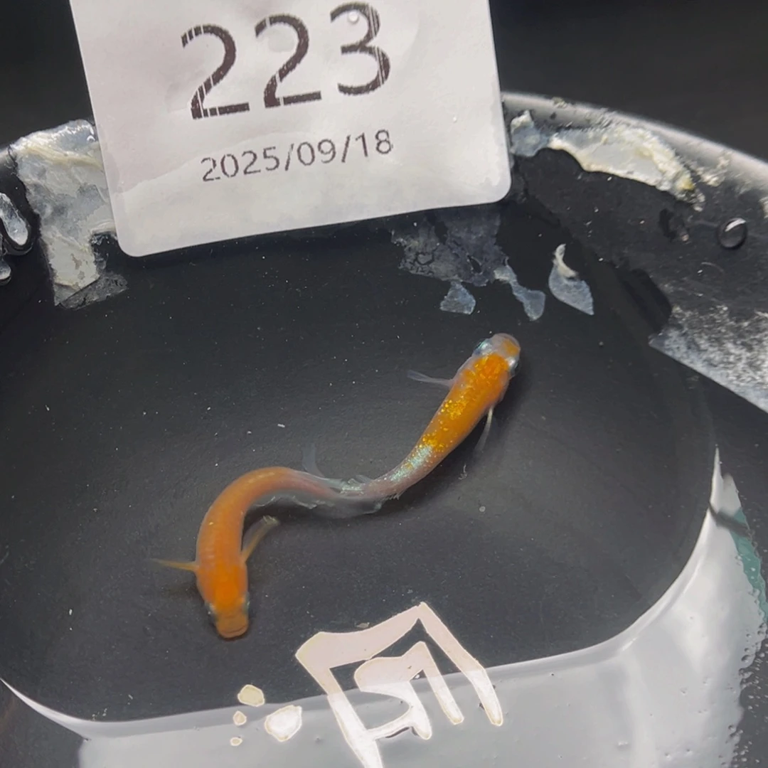 青鳉223赤壁红白一对