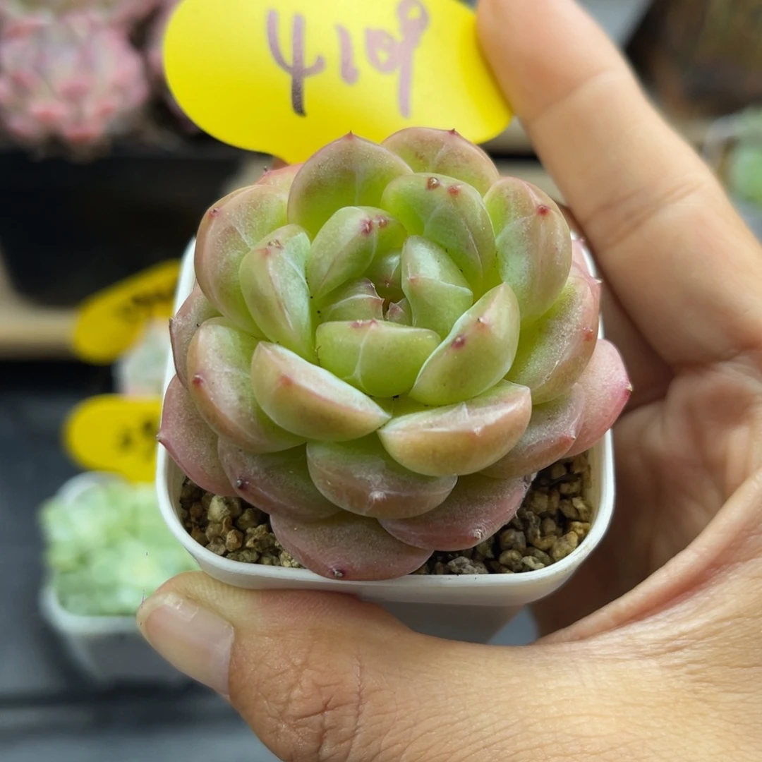熊猫珍妮单头4109