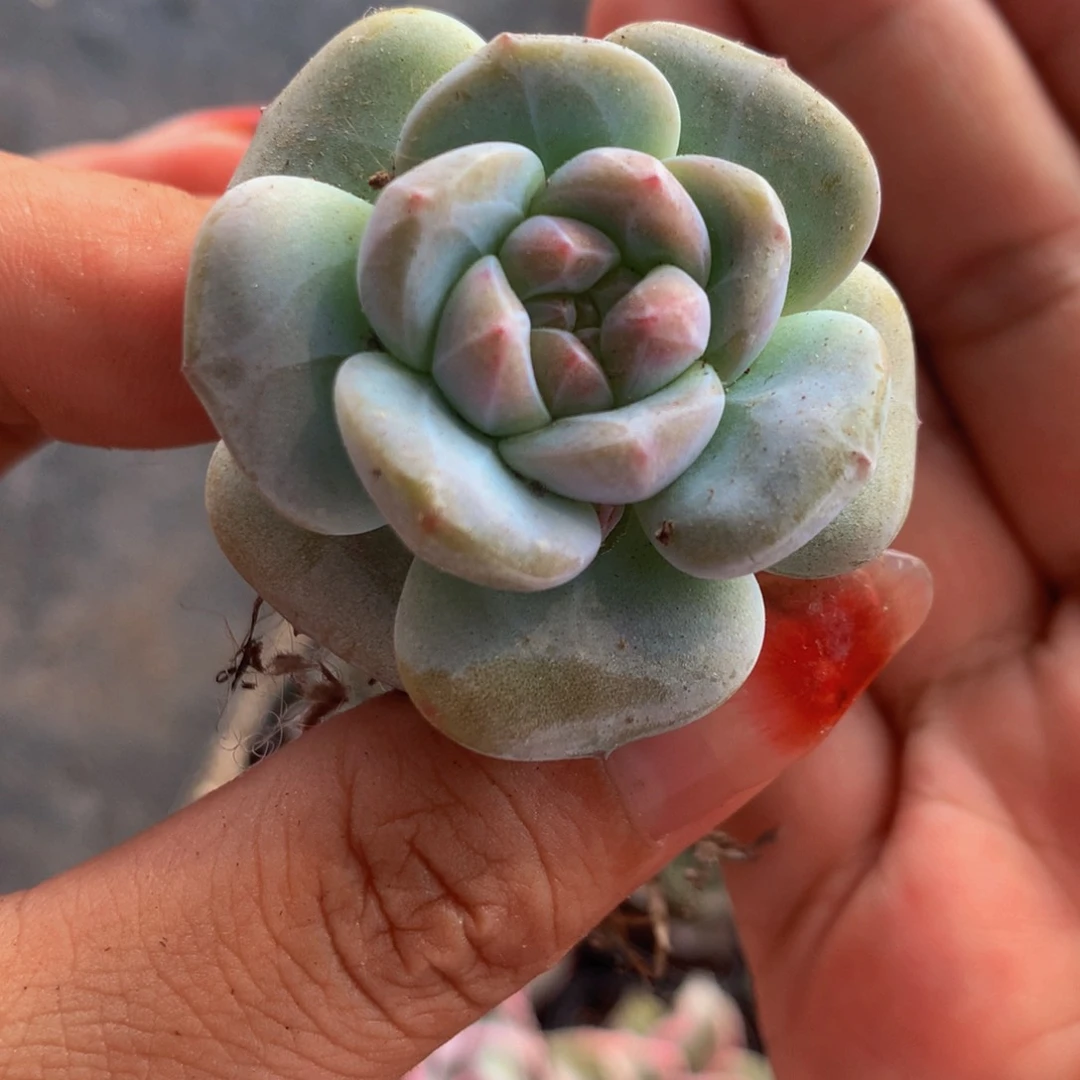 星影  （满9.99包邮不满9.99发叶子）