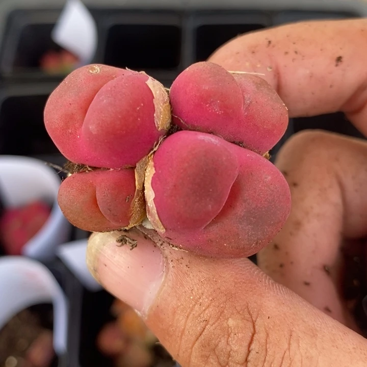 26144一颗一颗一颗