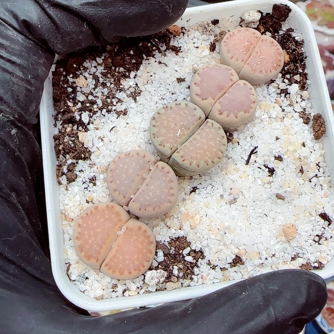 生石花18包邮0919-232