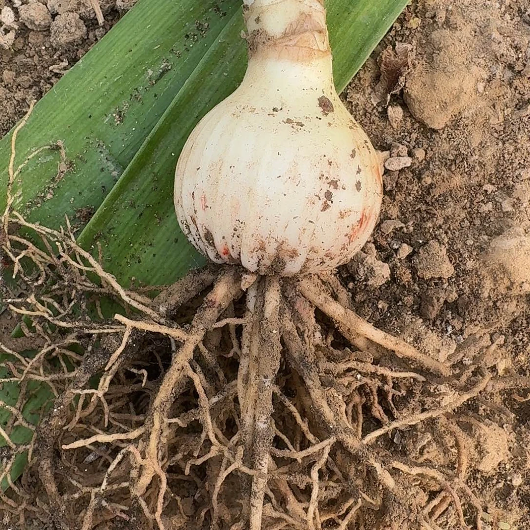 紫水晶5厘米裸根剪叶一棵