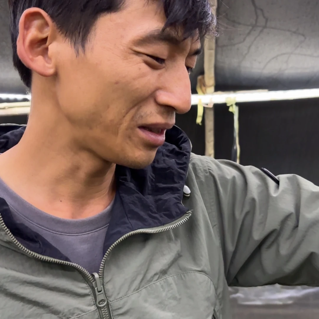 呼***呼全部花苞（金边红樱1）三角梅会落花落叶会光杆苗有大有小