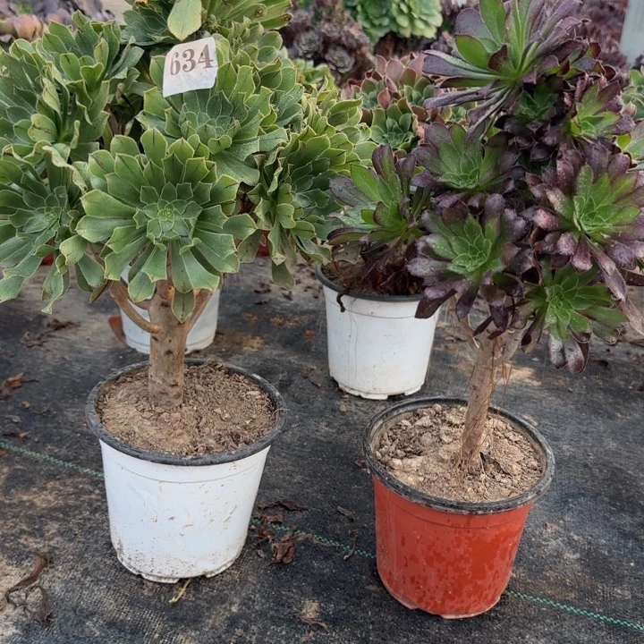 634绿法师➕黑法师包邮。