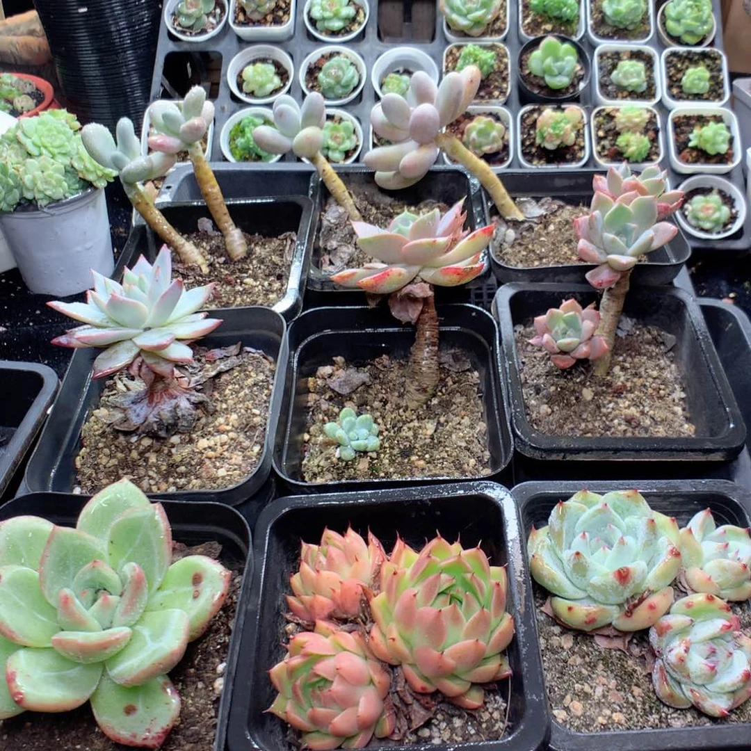 无花朵Q54月英语英语英语英语英语英语