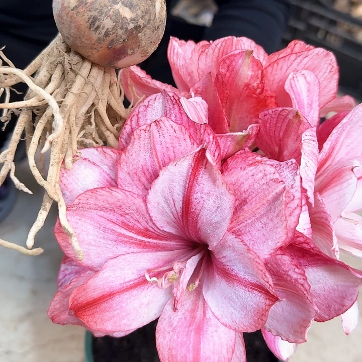 29号直径4-5厘米自然球