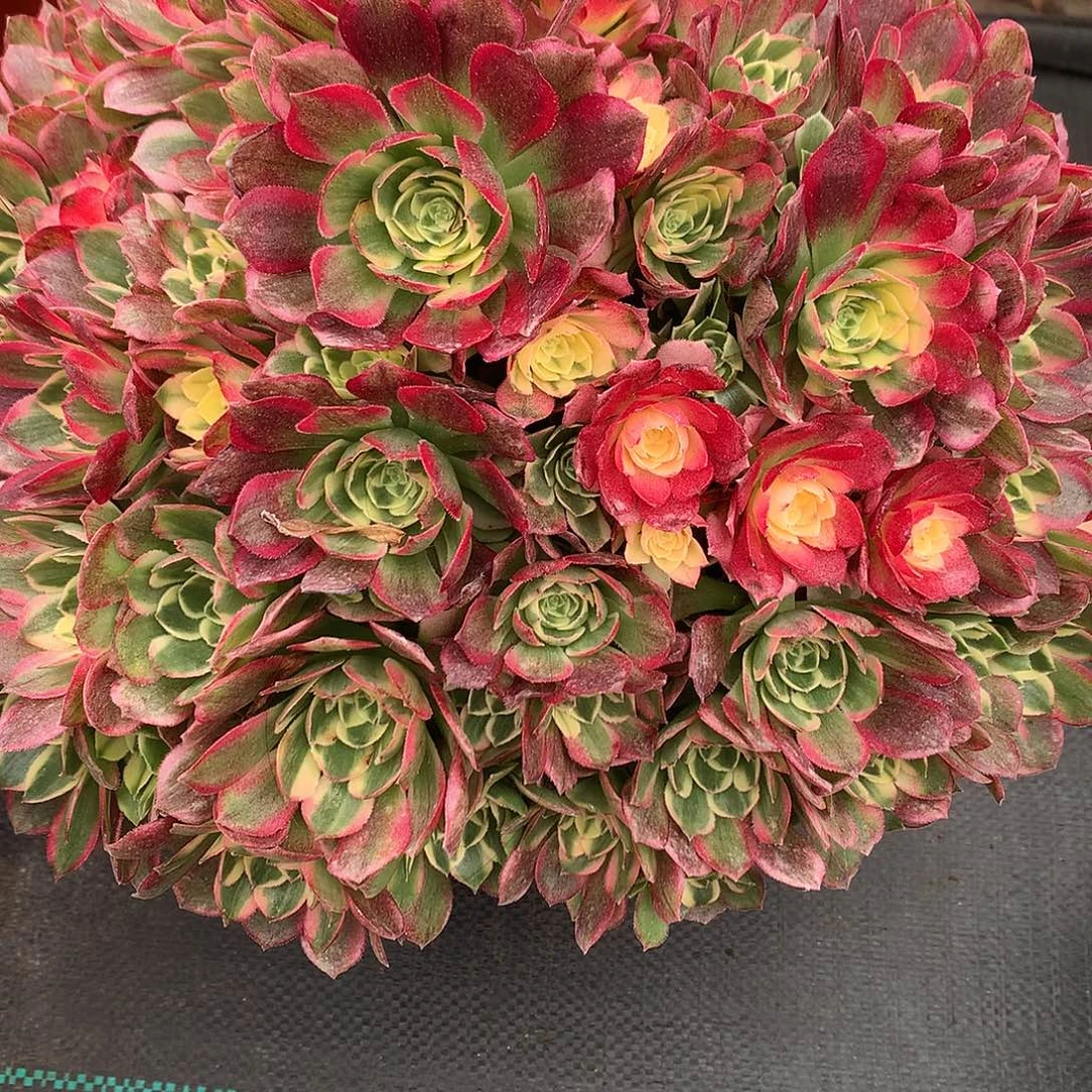 想***好完全开放法师图片植物