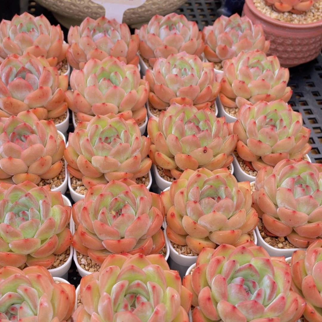 量拍8号 草莓杏仁单头一个