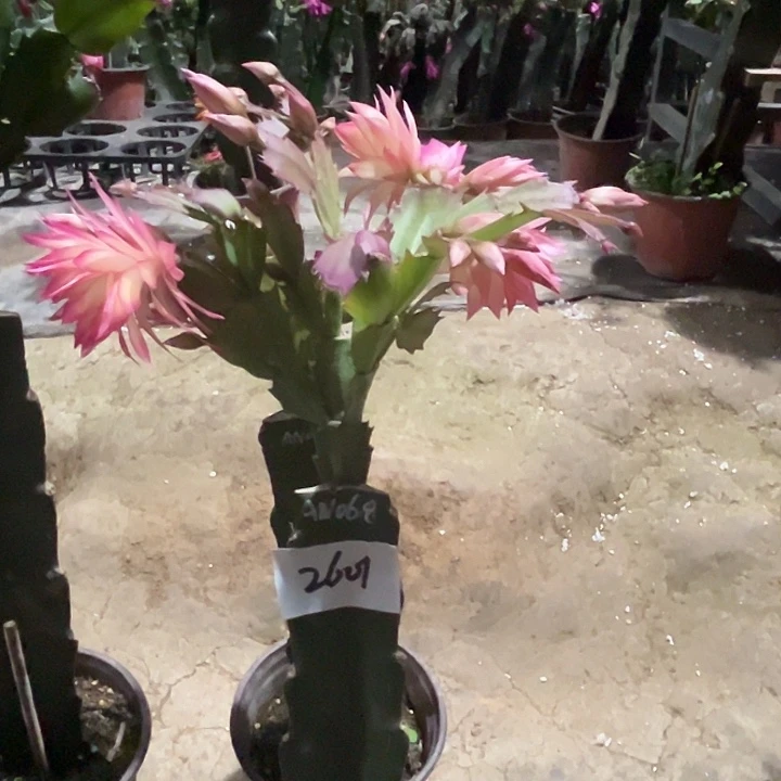 当前无花栽培后可以开花2601AN068嫁接苗