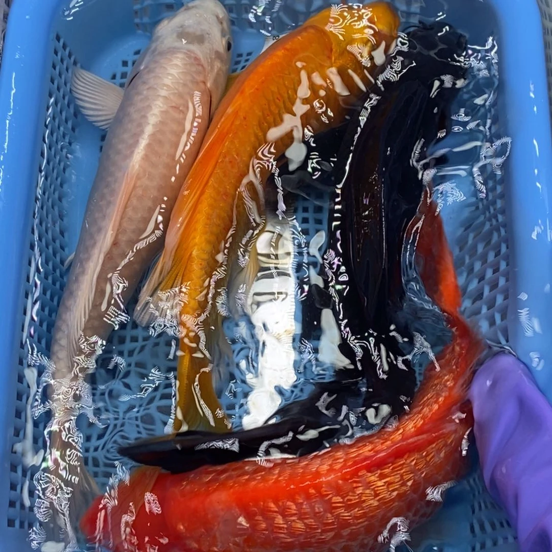 锦鲤冷水锦鲤包邮