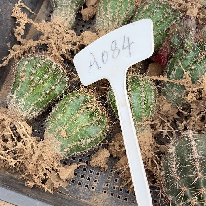 大*A084,混色一筐瑕疵歪头