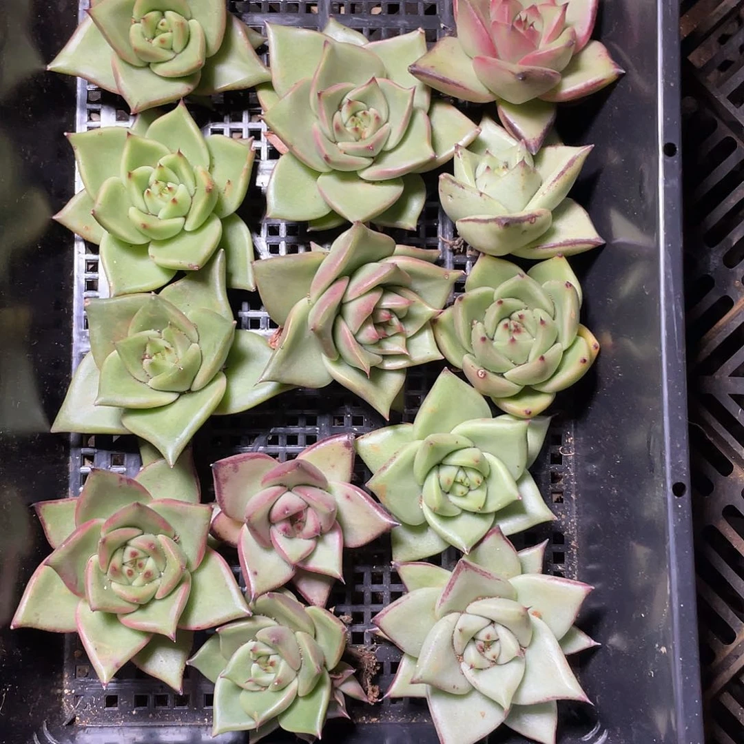 若如东云组拍640