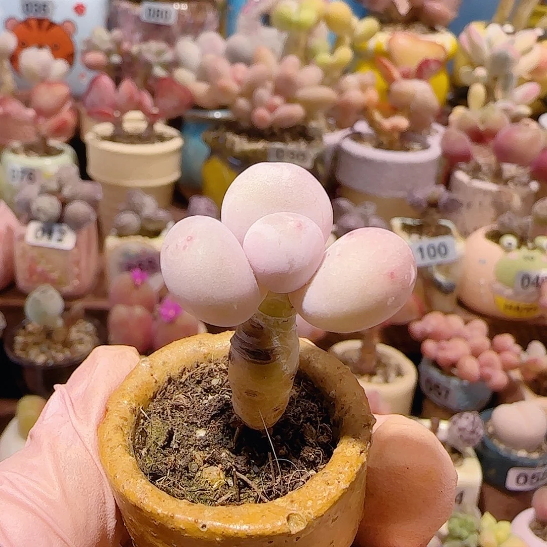 T可爱蛋黄奶盆口2cm