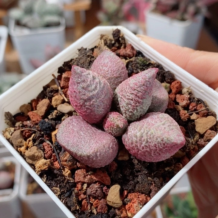 她***肉实生100号水泡多肉植物