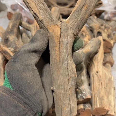 大果紫檀（缅甸花梨）?****?