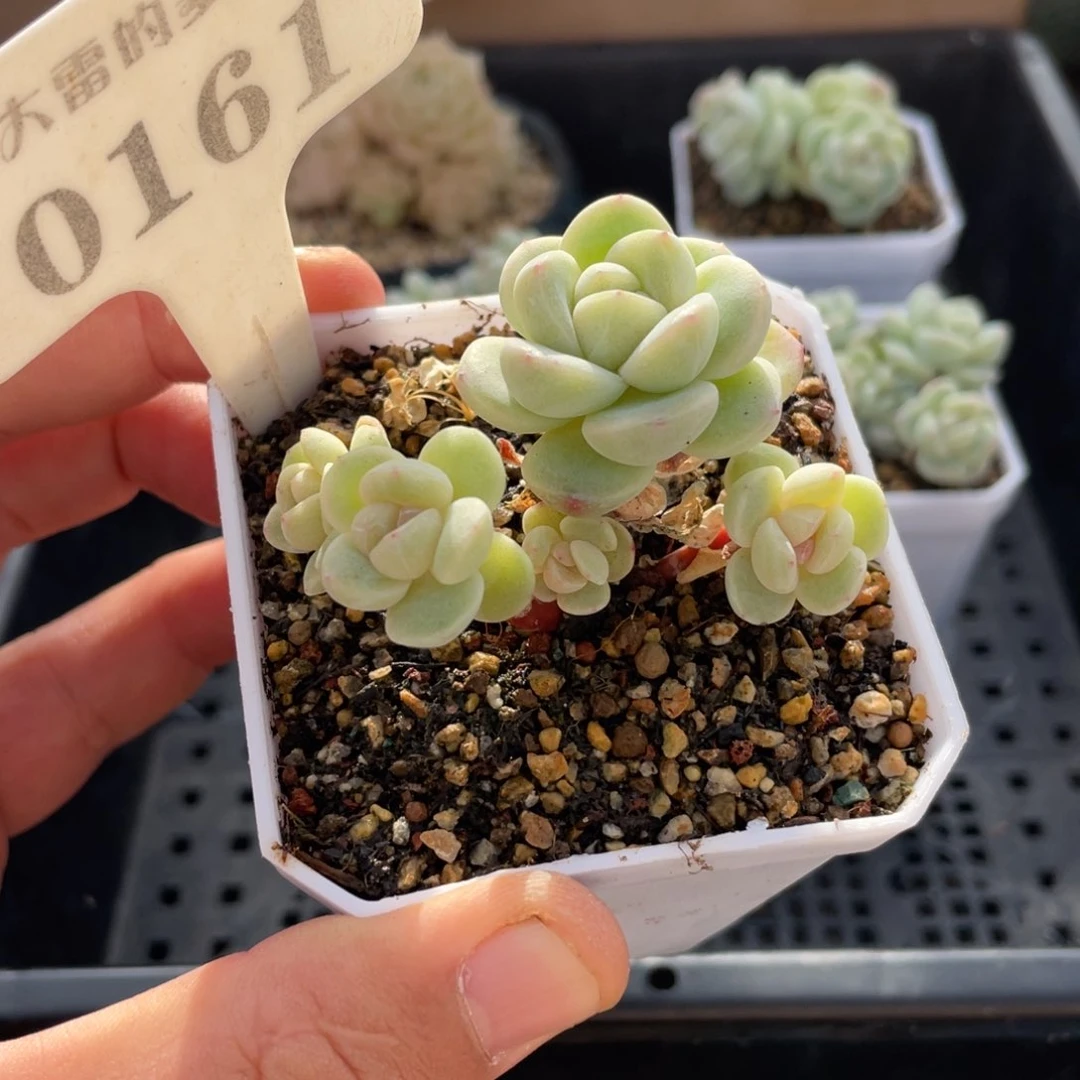 0161冰玉不带盆6厘米